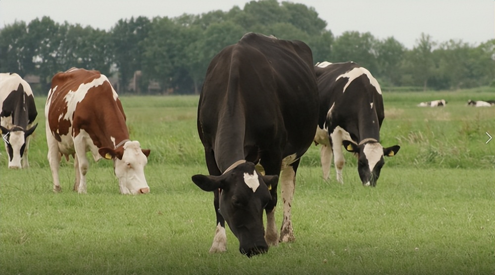 海普诺凯1897奶粉怎么样？5A珍吸营养呵护宝宝健康成长
