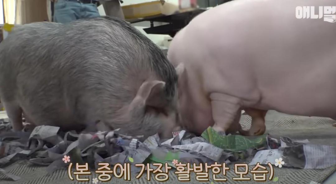 韩国女孩养迷你猪秒变大胖猪,如今带它们刻苦运动节食减肥