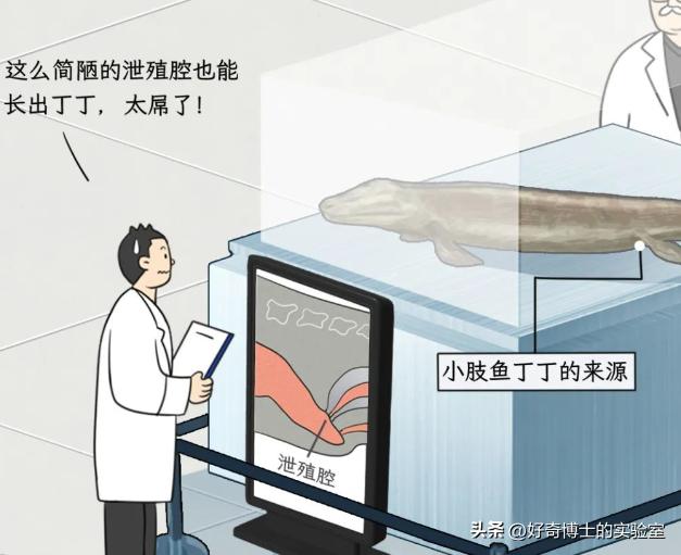 为什么鸡没有丁丁，而鸭子有丁丁？