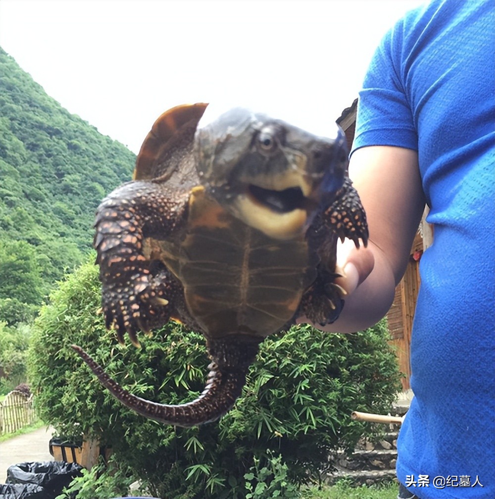 北京一男子捡到一个乌龟养了七年,12年男子捡到乌龟养了7年发现异常