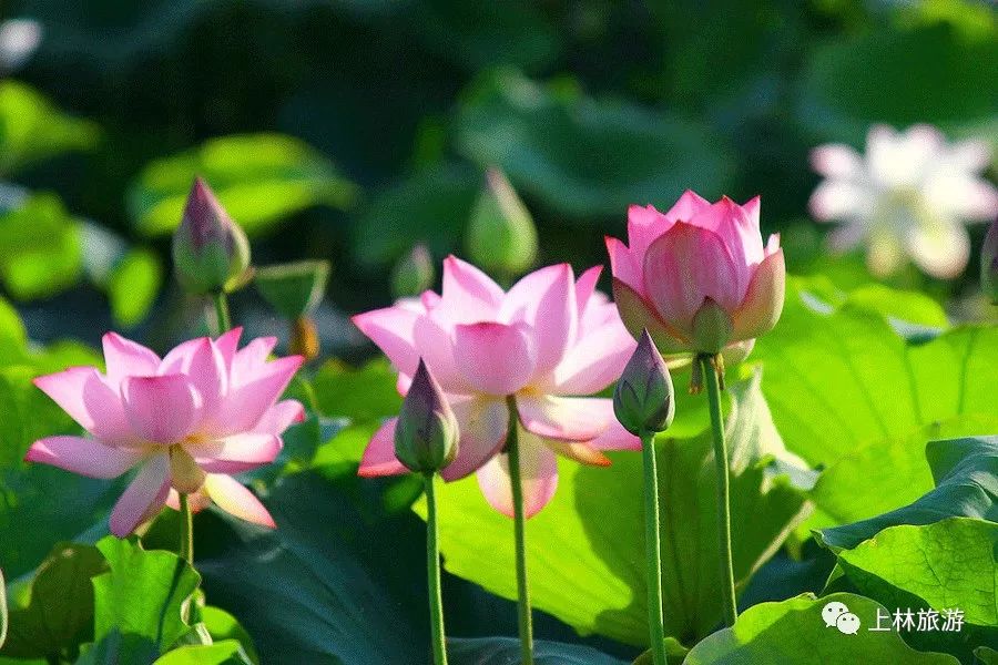 南宁徐霞客出游攻略,徐霞客在广西住了多少年