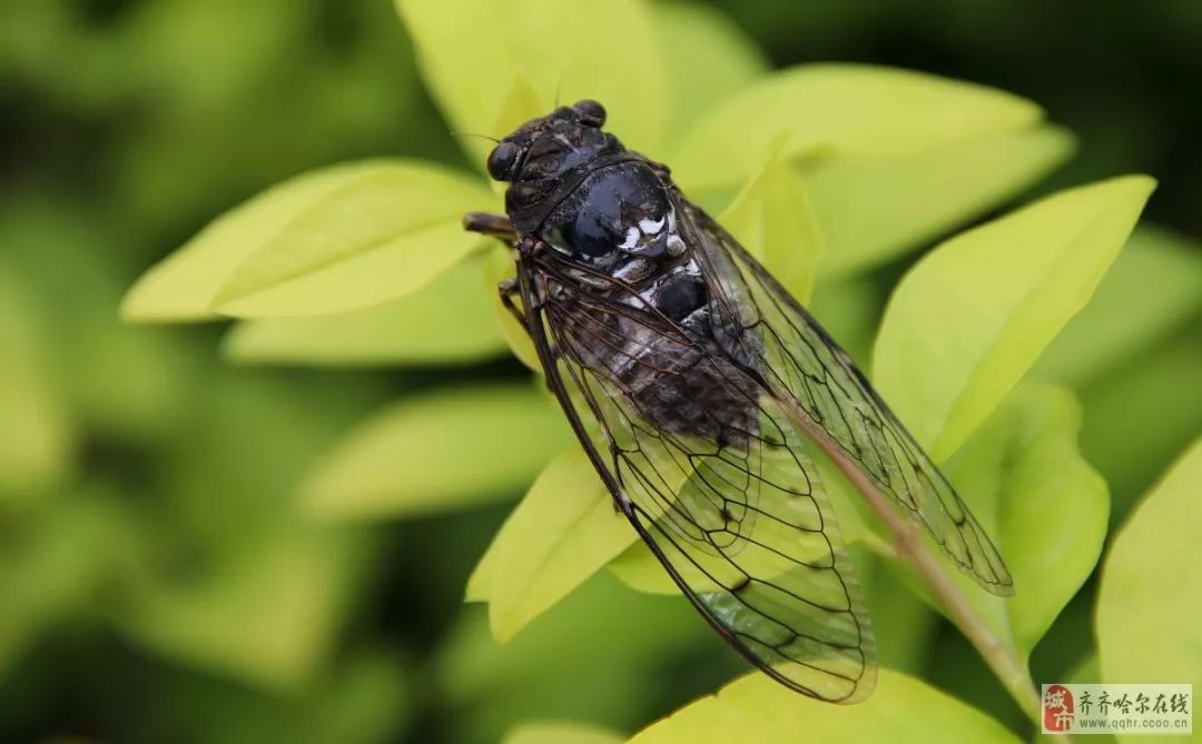 写景的作文背诵3百字,关于写景的作文可以打印