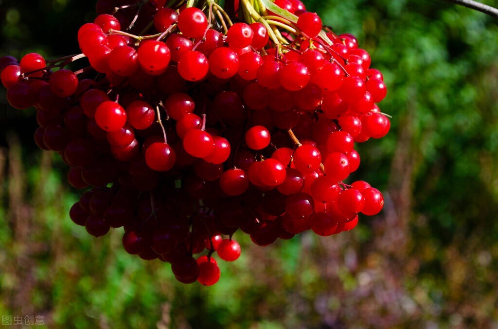 七十多岁牙一个都没掉,八十多岁不掉牙