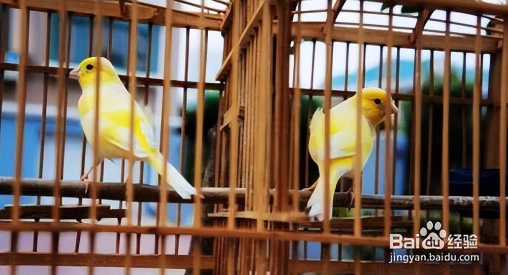 饲养黄鹂,新手如何饲养鹦鹉幼鸟