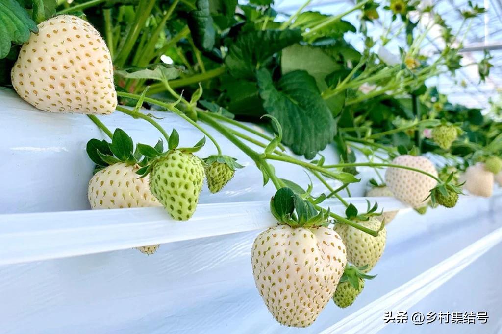 安田草莓园,日本安田草莓园