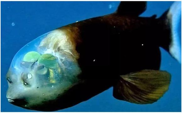 2012年发现的南极深海怪鱼,惊现深海恐怖怪鱼