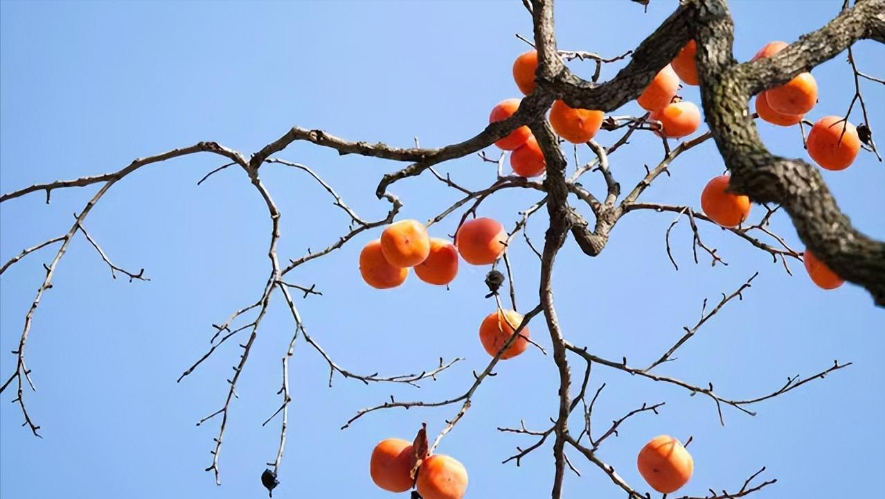 在素冬里，携一份勤劳，品一季安然