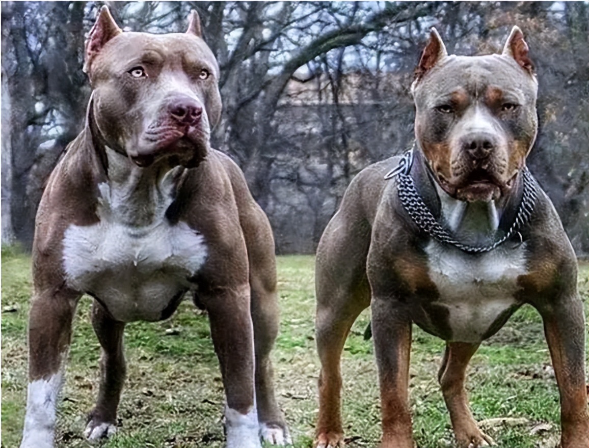 住小区适合养的宠物,住小区适合养什么柴犬