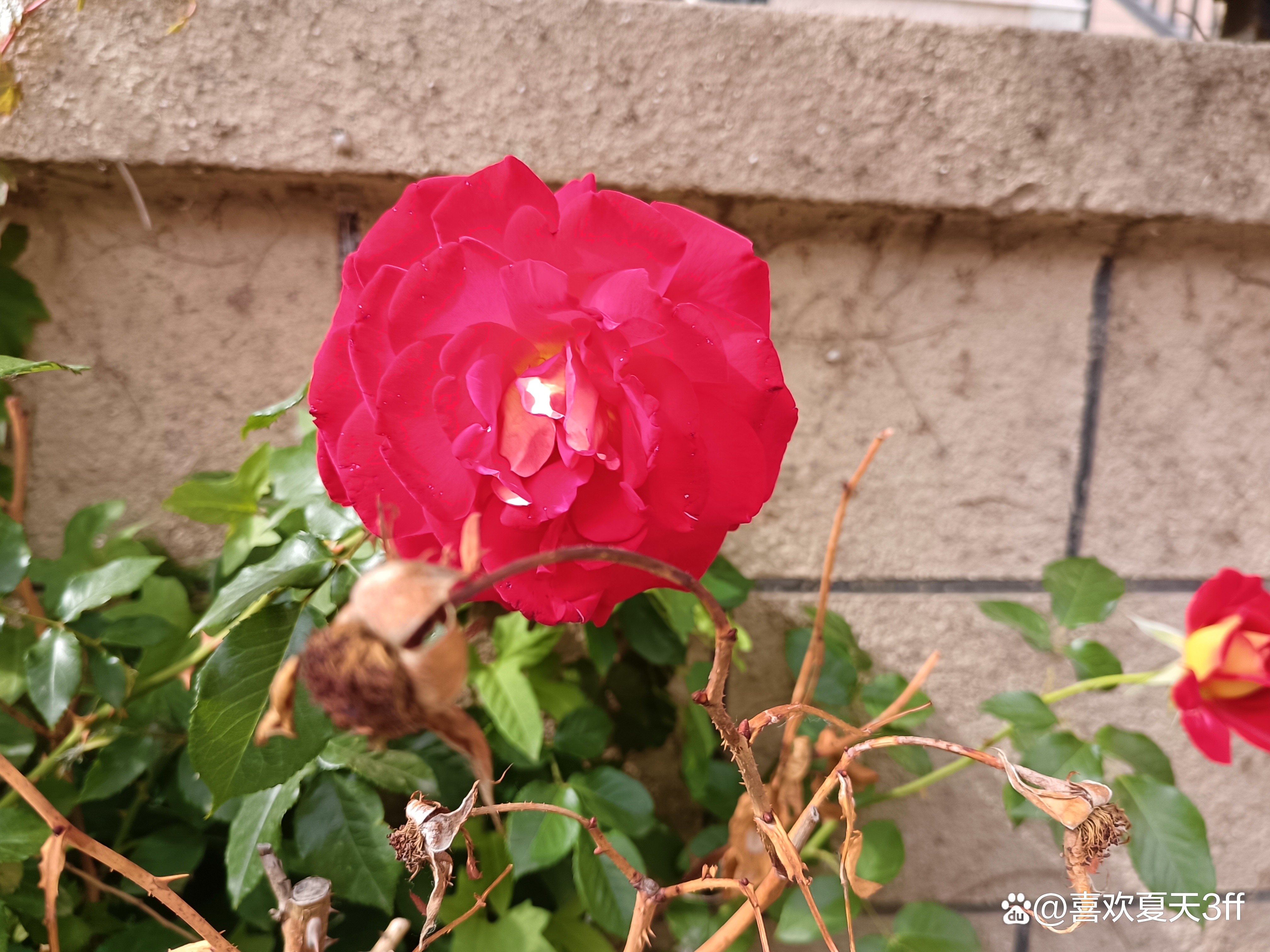 端午节快乐莲花盛开,端午节前后插花容易活吗