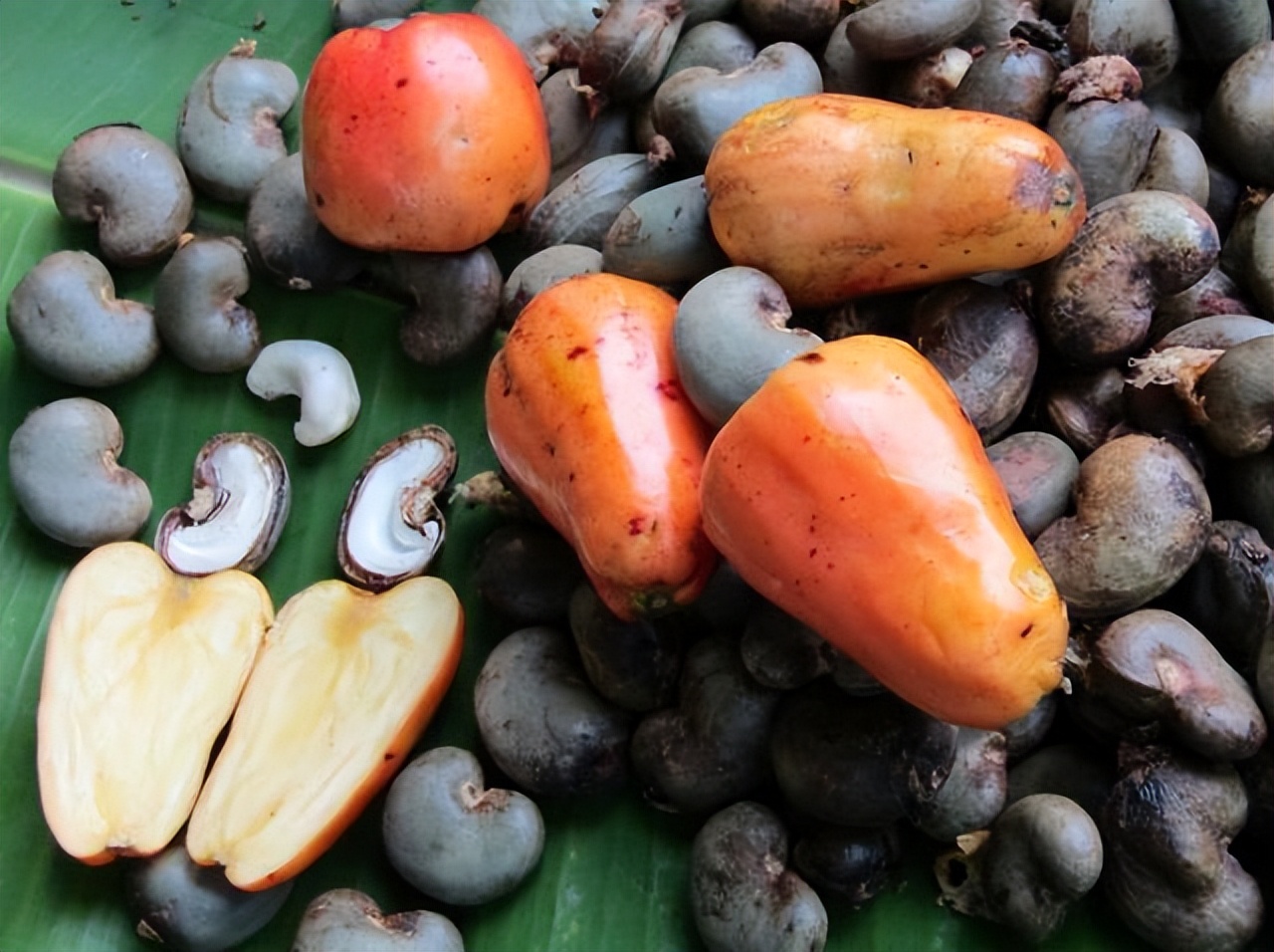 越南腰果渠道销量,特大腰果越南腰果