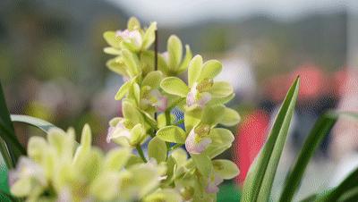 四会石狗镇兰花展今年什么时间,石狗镇程村兰花展馆