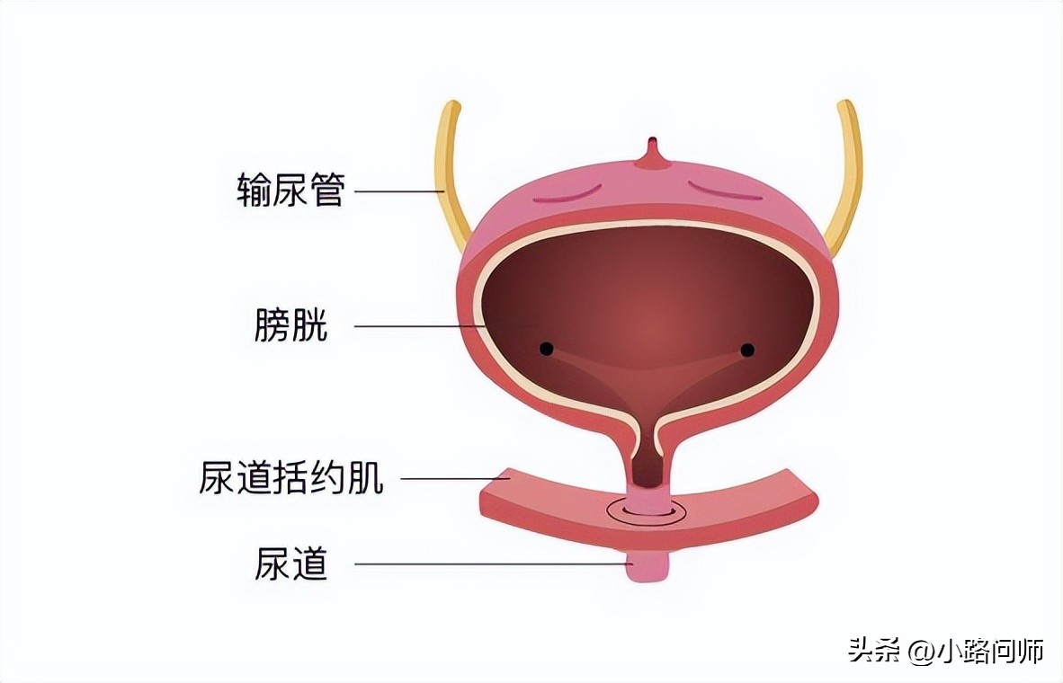 尿液是如何形成的知识点,尿液是如何形成的