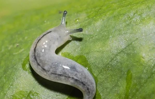 家里会出现的小虫子有哪些,家里常出现小虫子有哪些