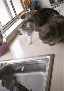 林志玲为什么越来越像日本贵妇,林志玲越来越像日本贵妇