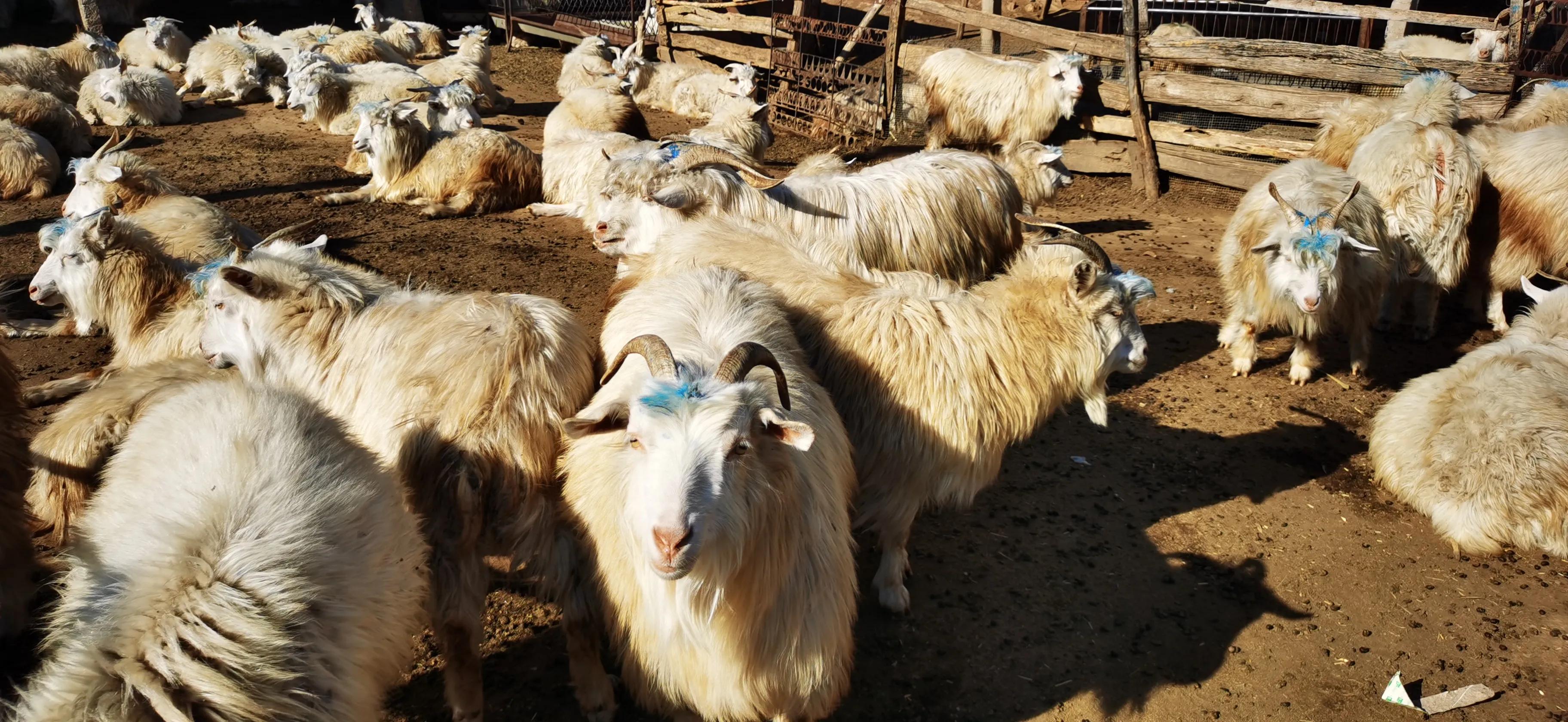 满城黄土寨旅游攻略,满城黄土寨打卡地