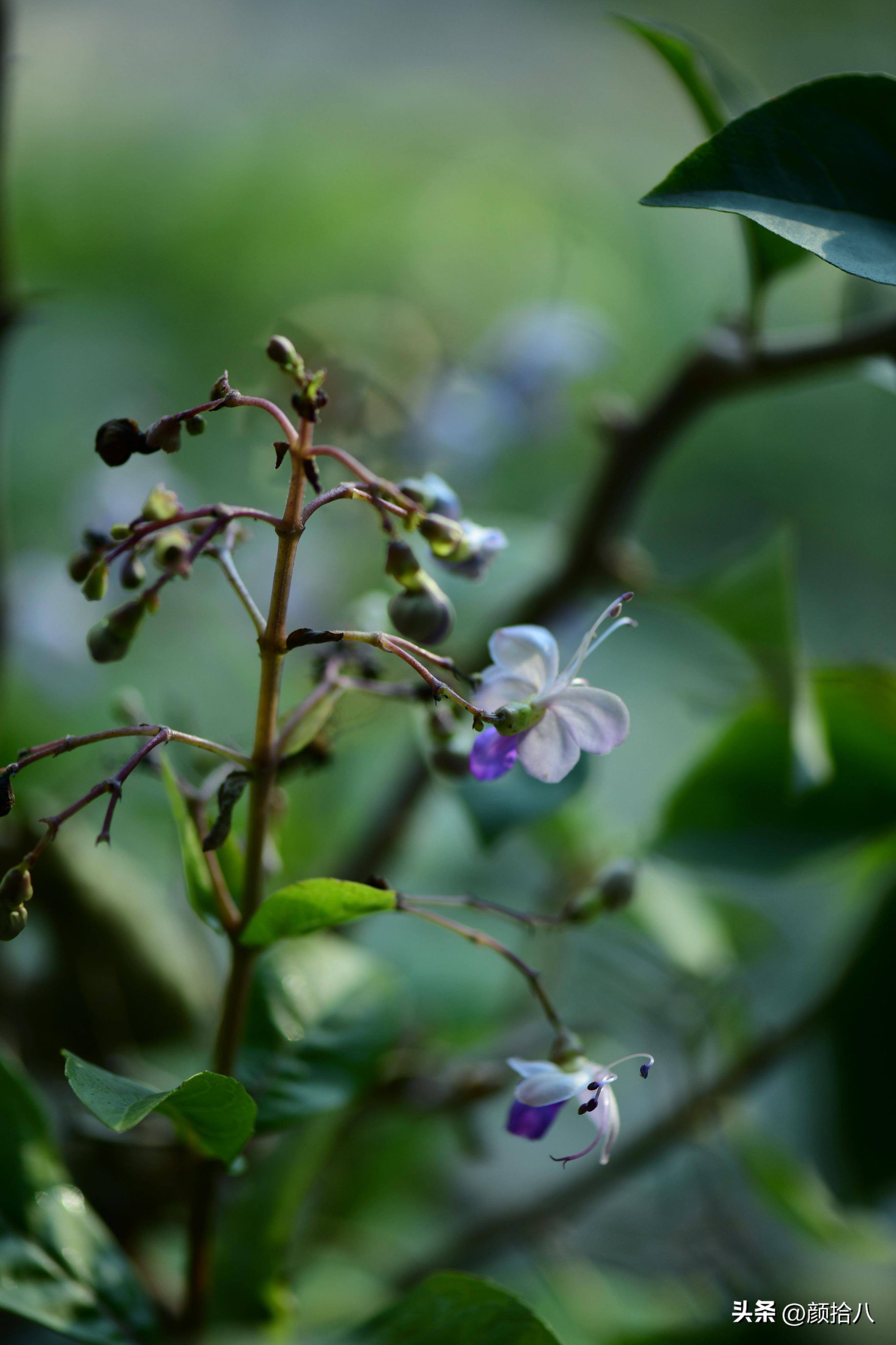 天冷怎么注意植物冻死,植物怕冷怎么过冬