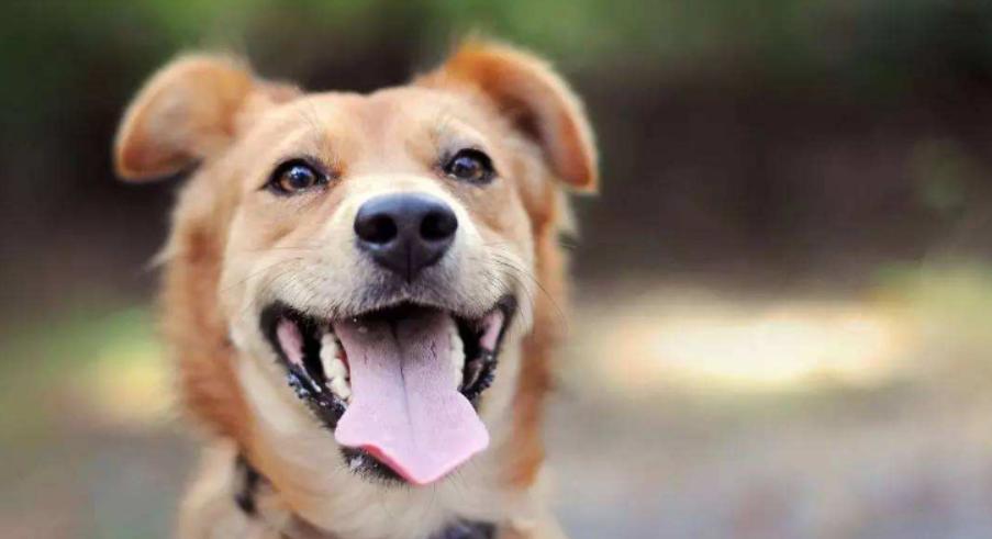 回族不吃猪肉，满族不吃狗肉，汉族不吃什么肉？很多人估计不知道