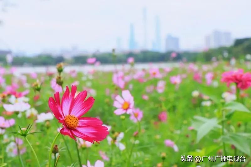 广州五一文旅活动,五一去广州哪里旅游比较好