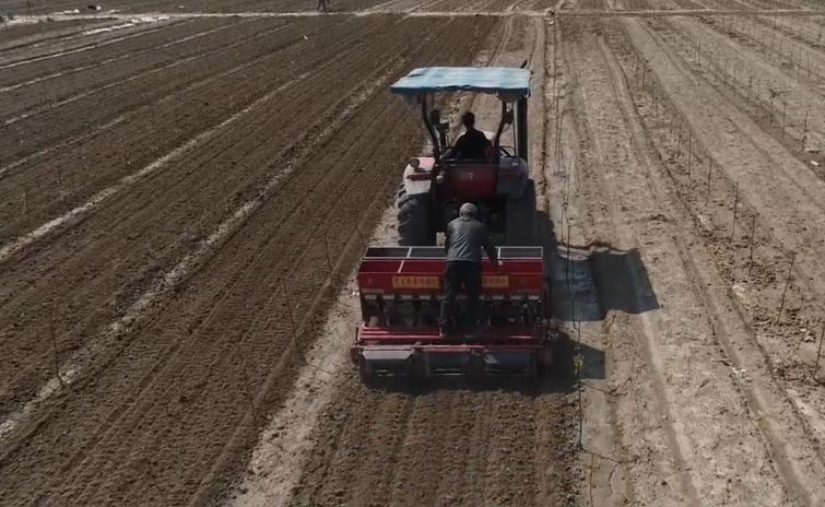 花生高产种植秘诀,花生根系深度多少