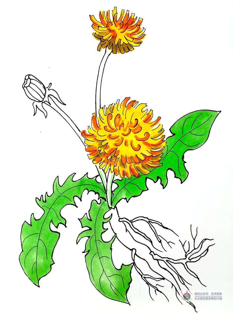 蒲公英怎么画儿童画,简单又好看的线条画蒲公英