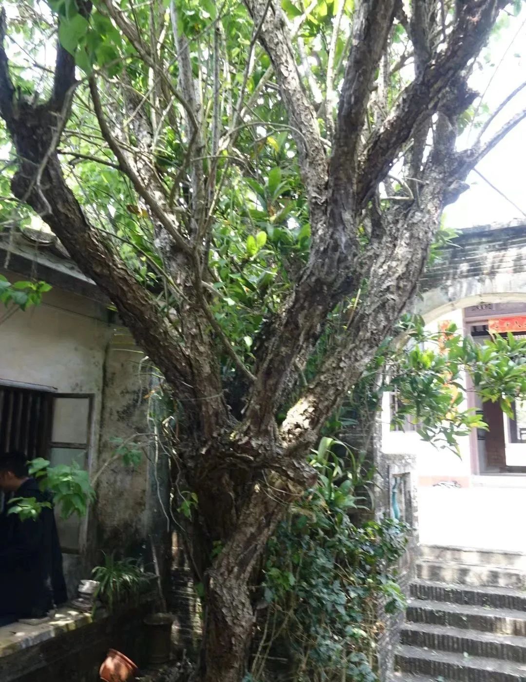 吴张一家互为嫁娶亲上亲——探花张岳崧后裔，琼海认亲访亲记