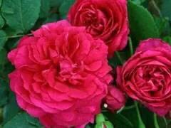 ‘蔻丹’月季_1,月季蔻丹的优点