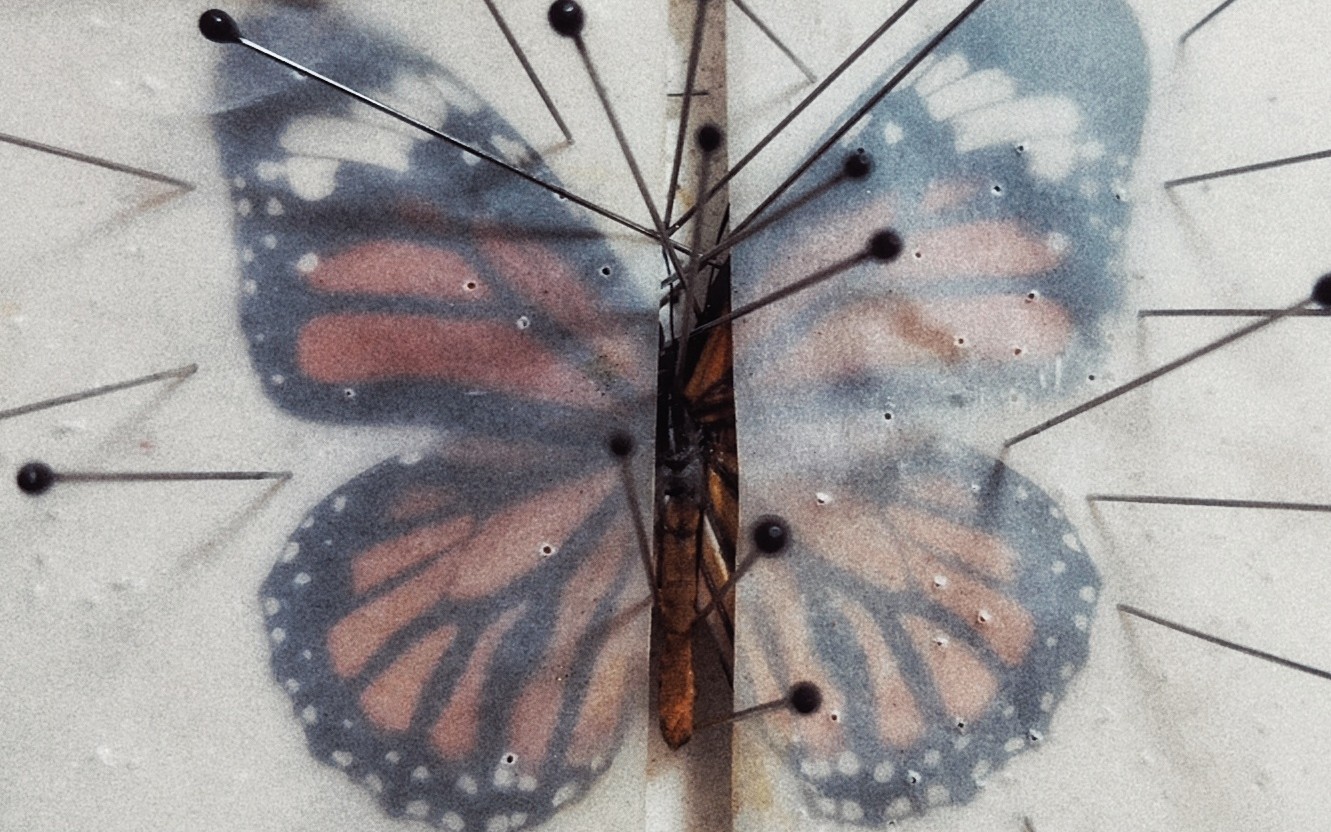 苏州海关查获枚濒危蝴蝶标本,海关查获259管昆虫标本