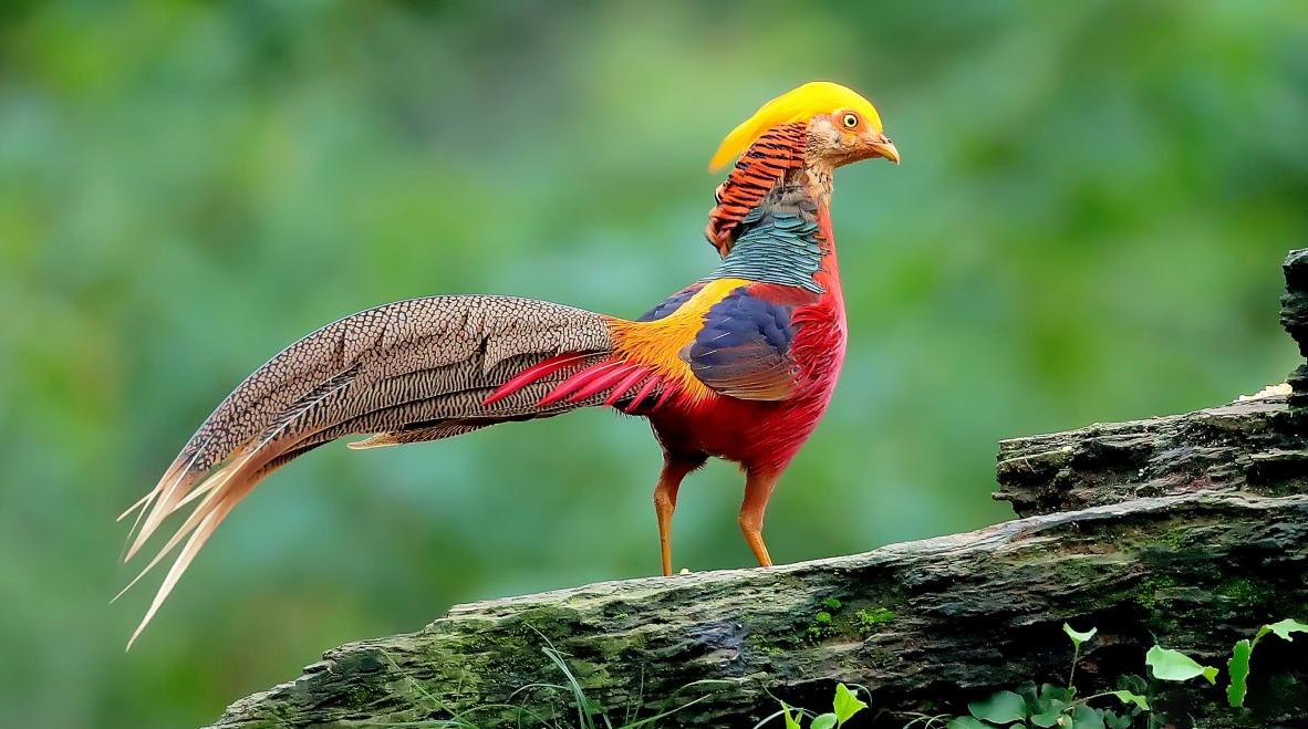 老人养凤凰养了40年专家看到后,老汉养了40多只凤凰