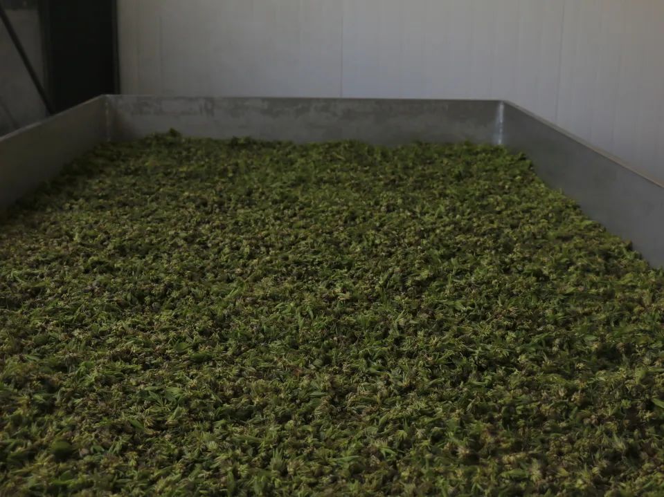 特色产业助力乡村振兴|鄌郚杜仲“小”雄花助农“大”增收