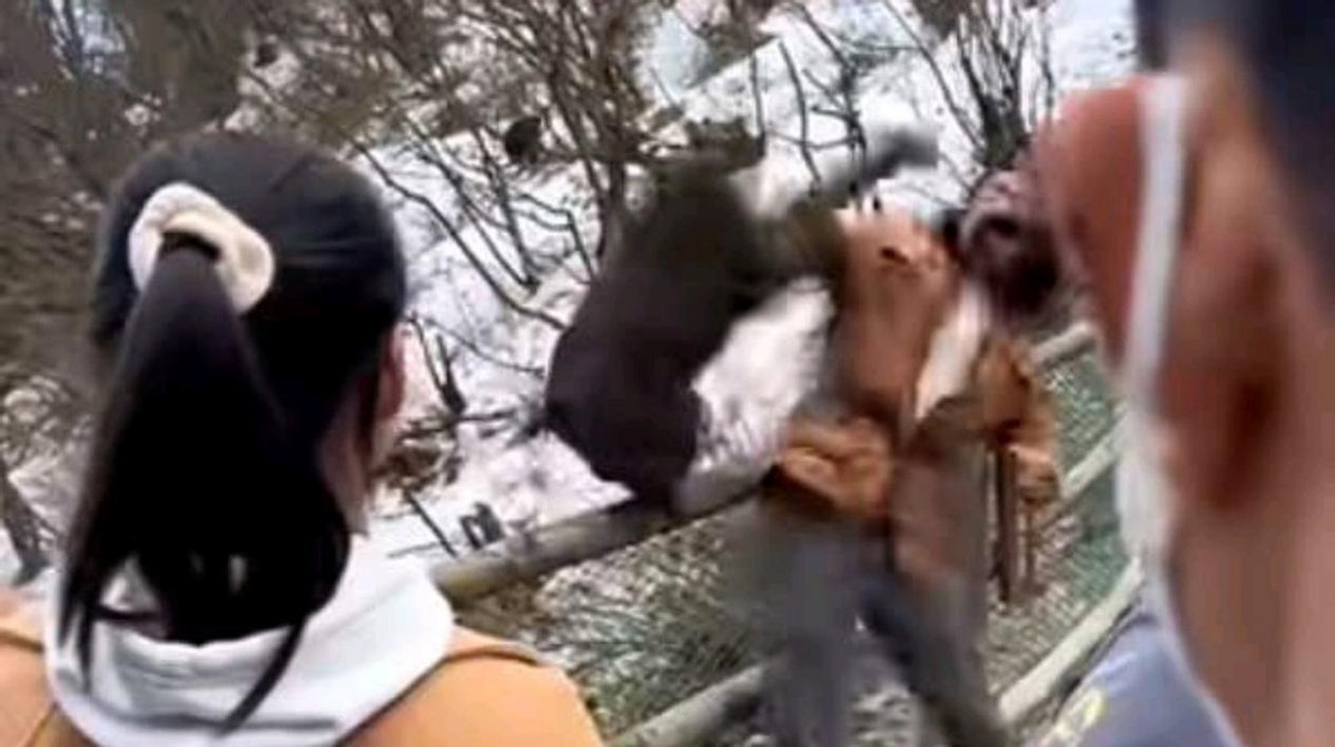 怒江金丝猴和峨眉猴干架,金丝猴遇上峨眉山猴子会发生什么