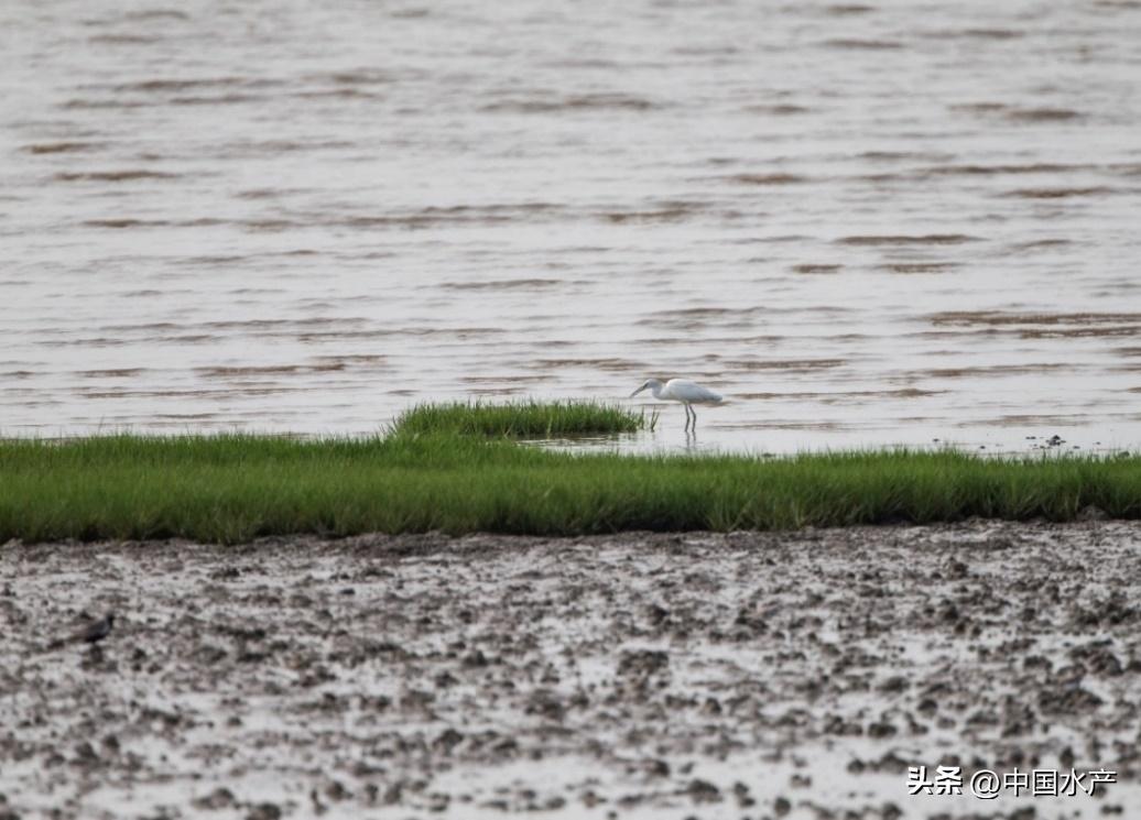 水生外来物种入侵防控工作方案,水生动物防疫
