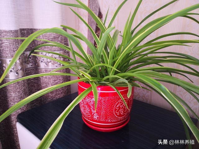 易存活且吸灰的绿植,能有效净化空气的绿植