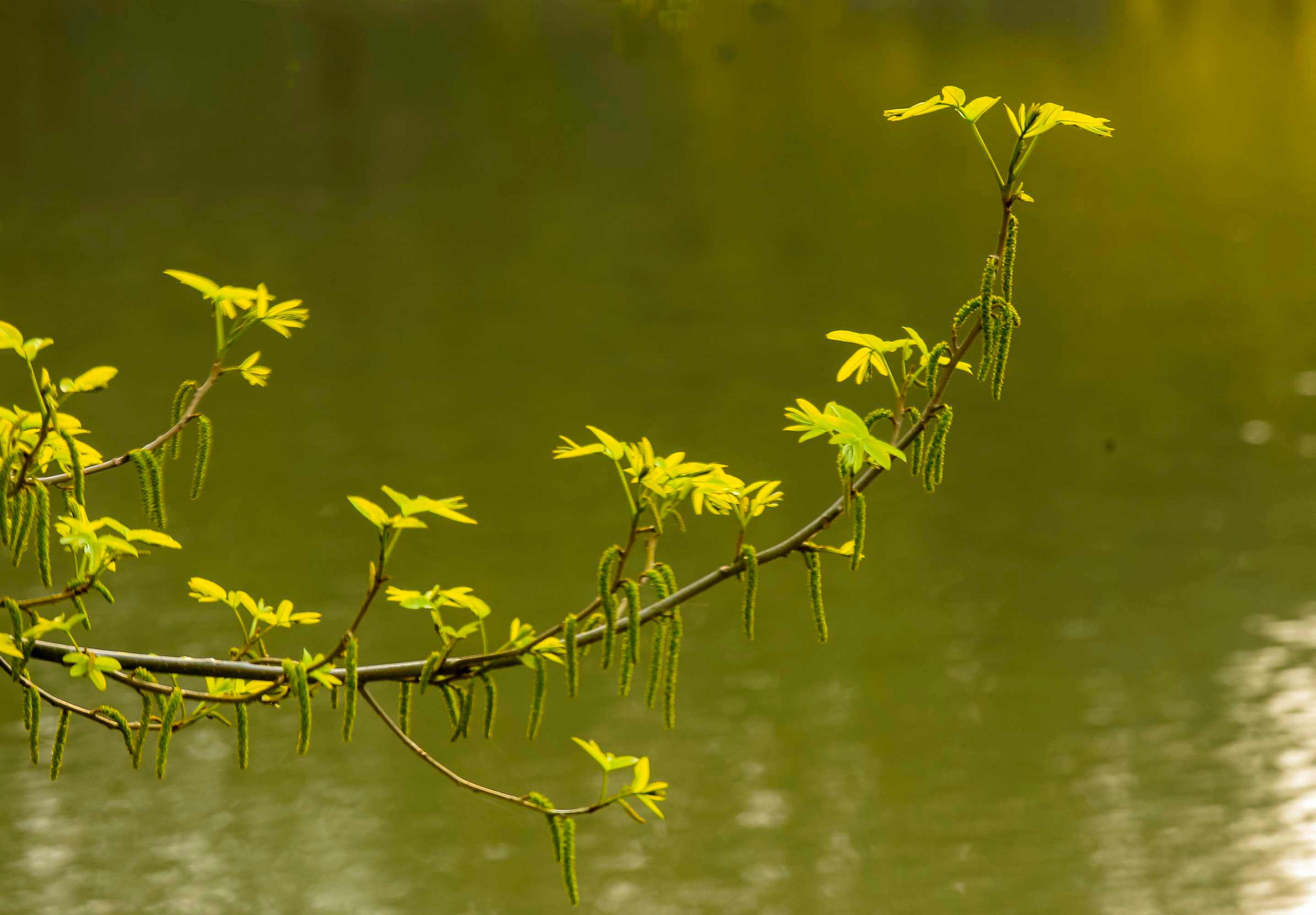 秋天的柳也有几分妖娆“栖鸦流水点秋光，爱此萧疏树几行”