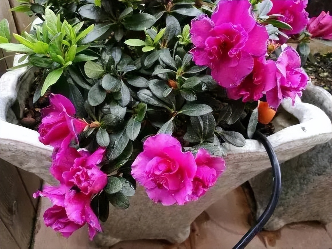 杜鹃花掉绿叶怎么办,杜鹃花只长绿叶不开花是为什么