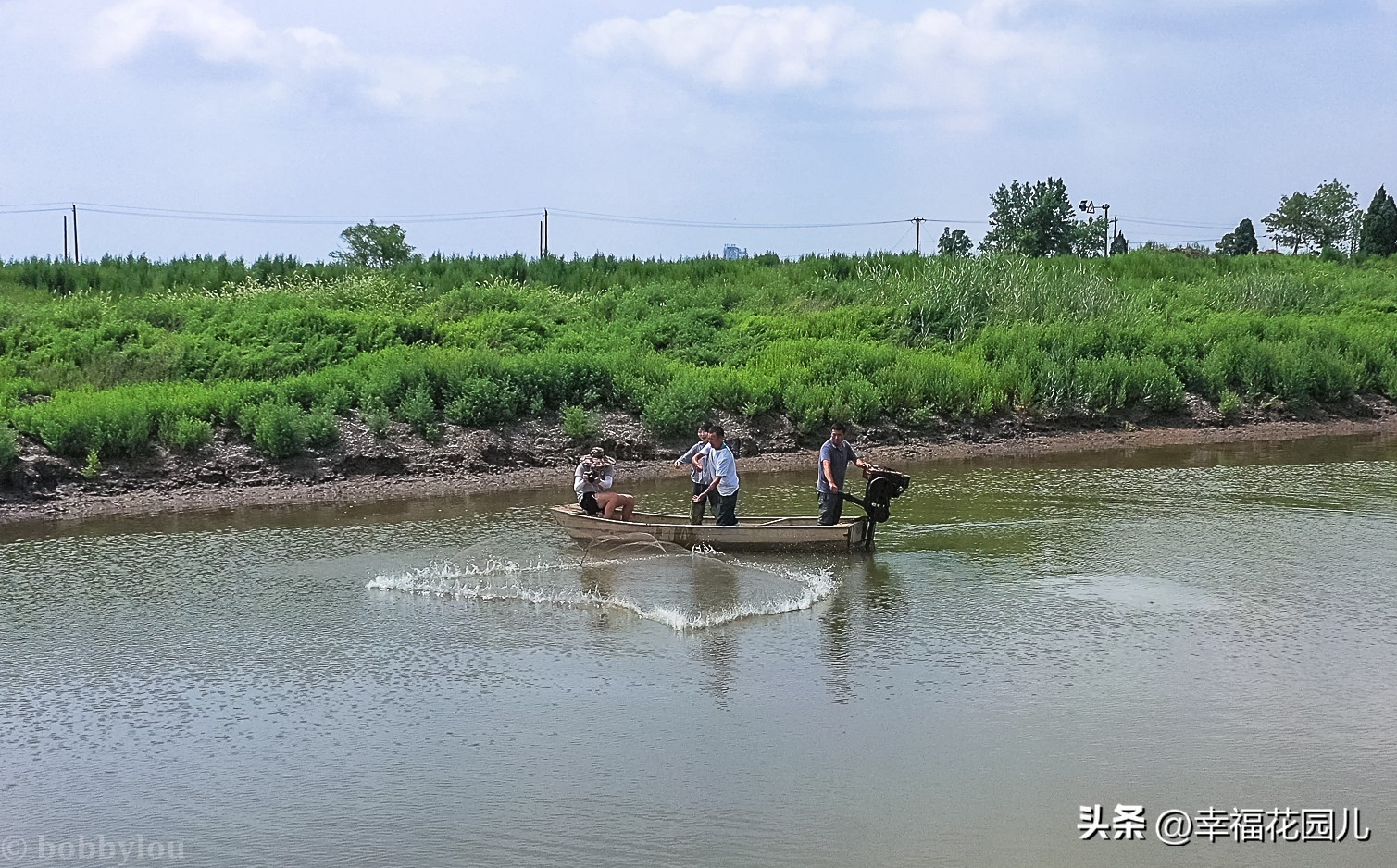 美味河豚有多金贵？养殖就有多娇贵！十里海河豚小镇探秘美食之源