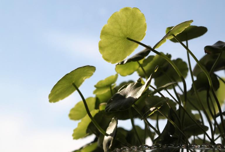 遇到小人是给予回击还是避开,君子遇到小人要变通才能不受其害