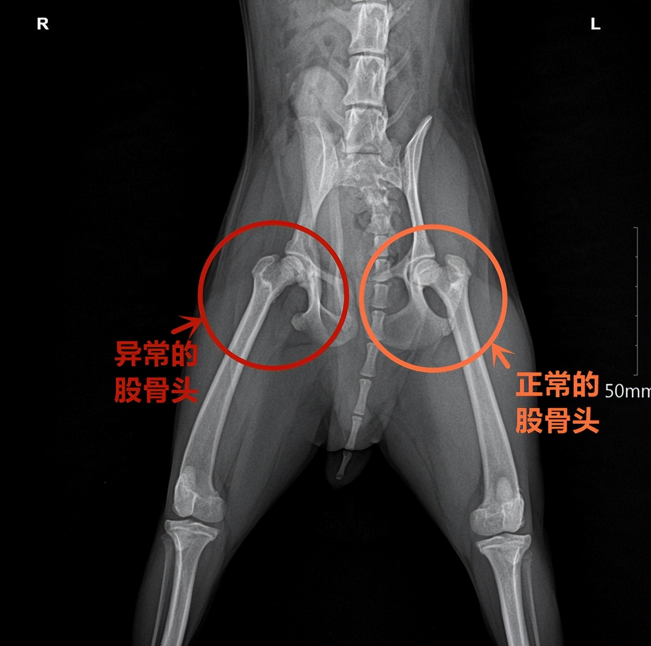狗狗突然不敢走路怎么回事,小狗经常跑关节会出现问题吗