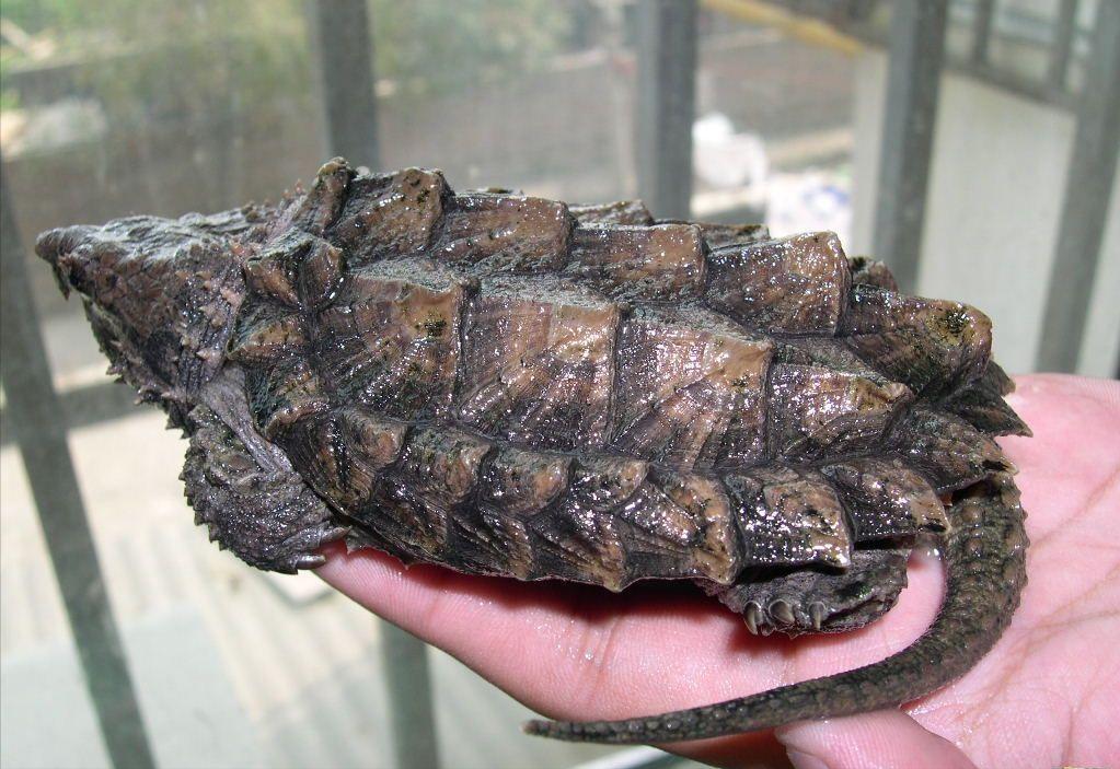 鳄龟养殖方法和注意什么,鳄龟苗子深水饲养方法