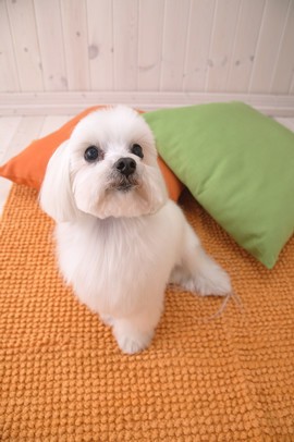 狗狗到底能不能吃饭菜,狗狗到底能不能吃肉