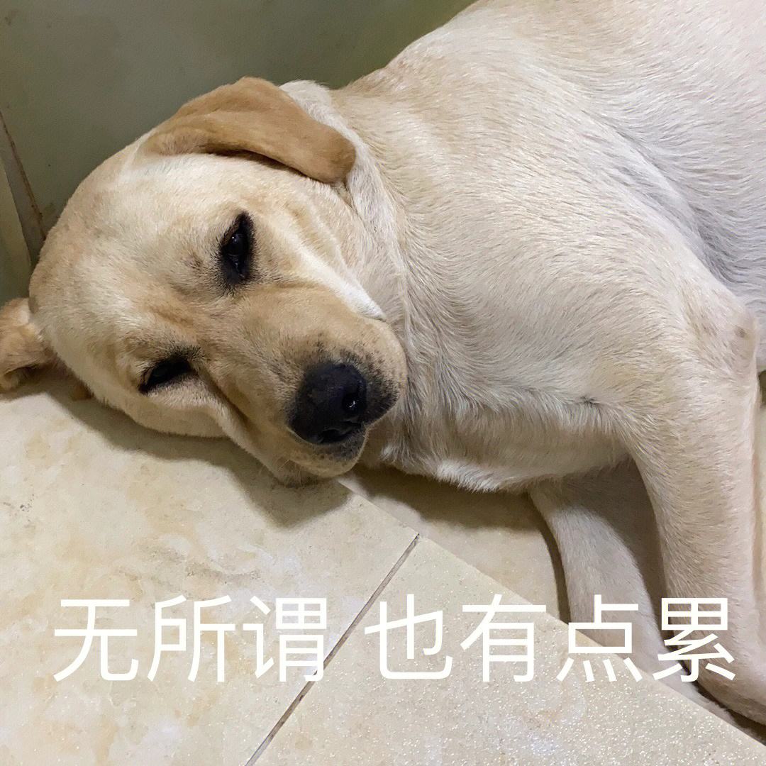 为什么养金毛的比养拉布拉多的多,为什么都不建议养拉布拉多