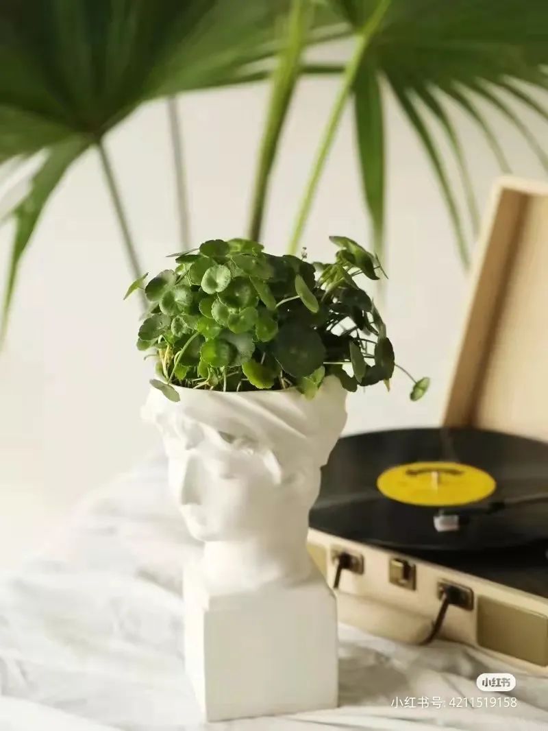 办公室必买的绿植,适合办公室的大型绿植大全