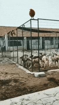 “24岁的女友发育成这样算正常吗？”哈哈哈朋友都说她是我兄弟！