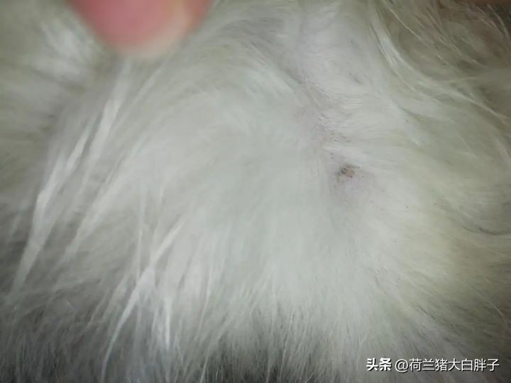 猫咪是如何感染球虫的,猫咪怎么感染蜱虫