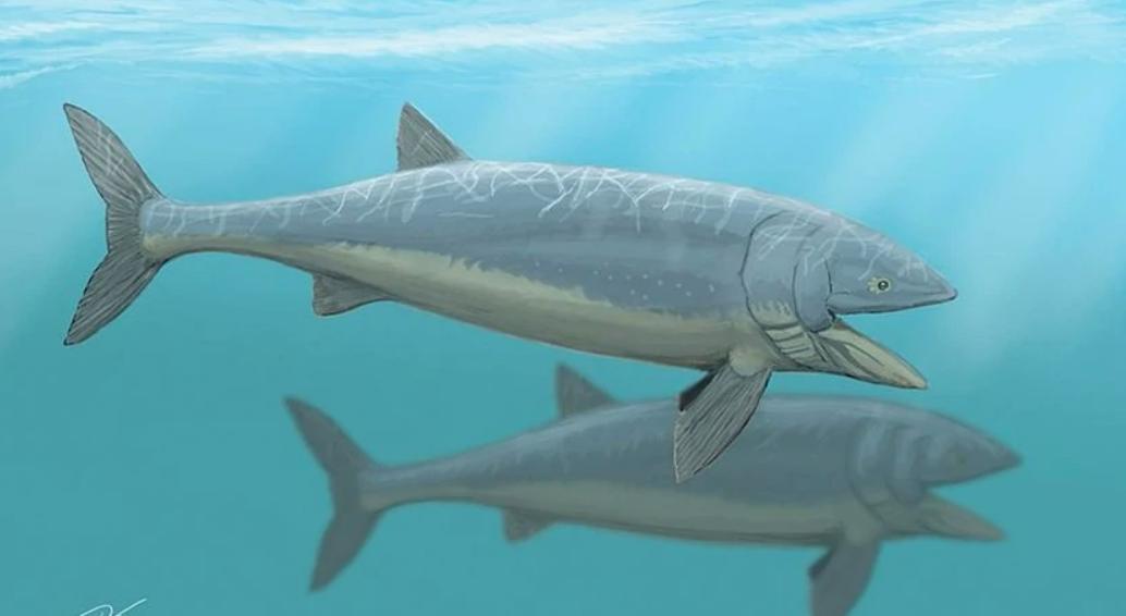 辐鳍鱼的进化史,肉鳍鱼辐鳍鱼