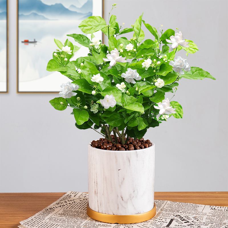 好养的可以泡茶的花,有哪些花可以作盆景