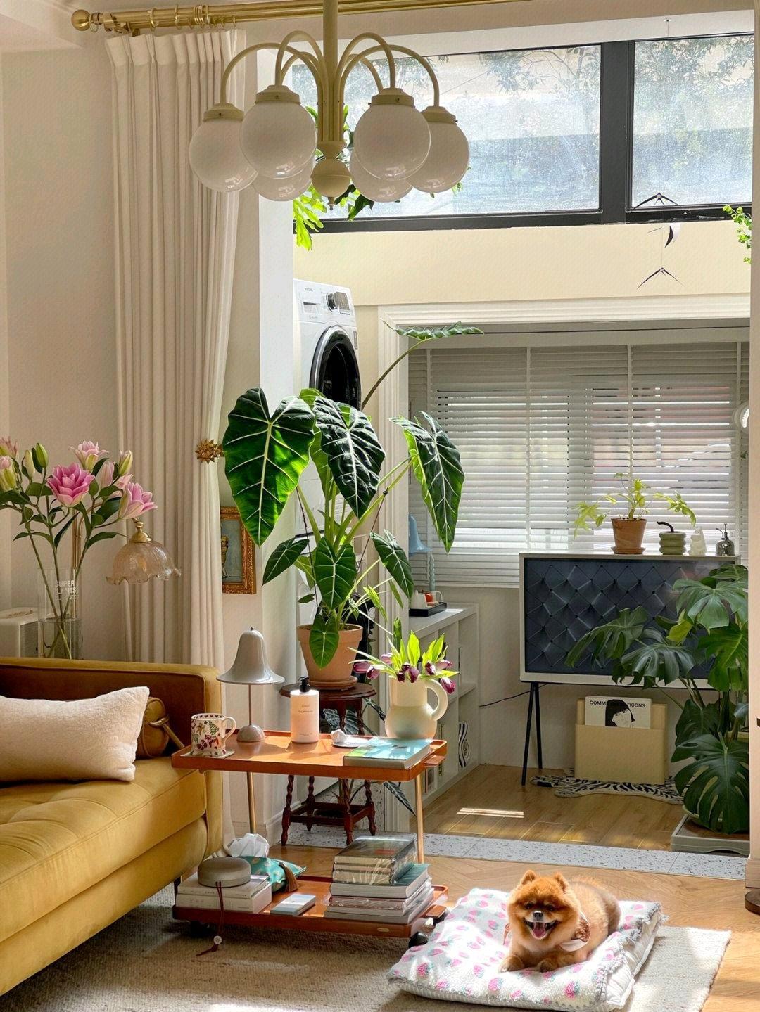 家里养花有句老话说花旺人不旺,在家养花对风水好的花