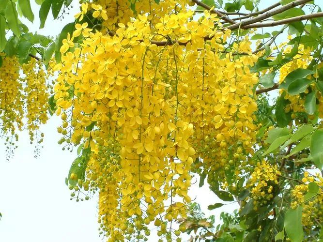 罕见漂亮的鲜花,全球最漂亮的鲜花