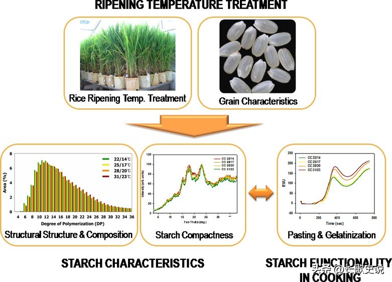 小麦淀粉糊化的温度是多少度,小麦淀粉高温糊化后有韧性吗