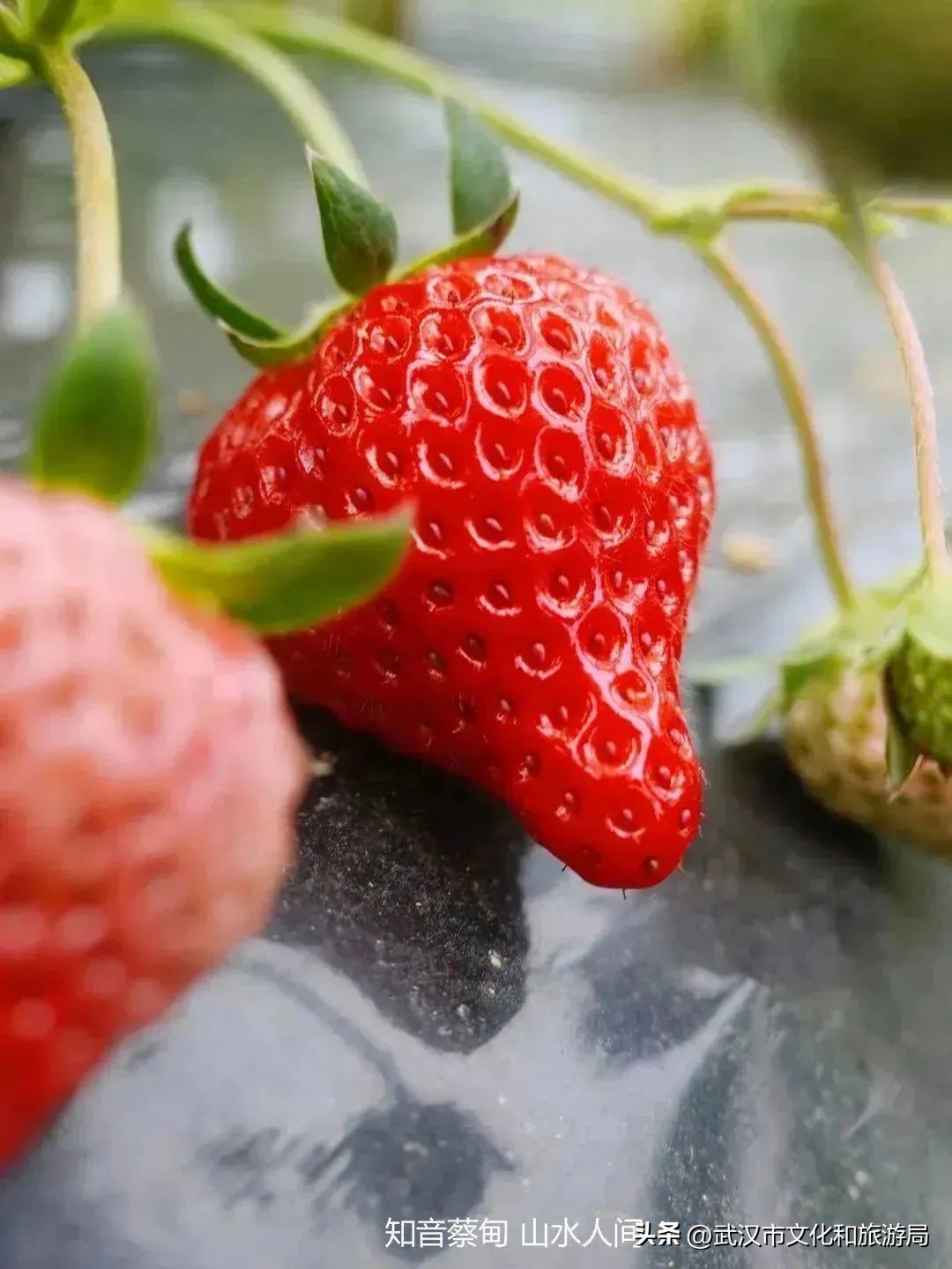又红又大的草莓欢迎采摘,最近的草莓采摘在哪里