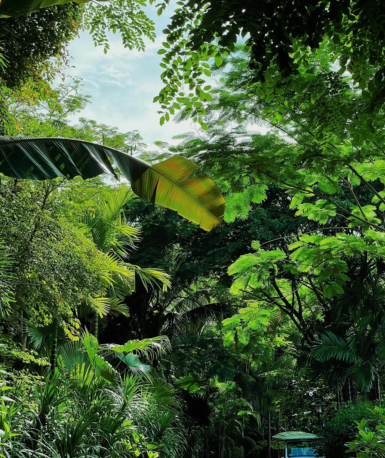 西双版纳旅游很嗨,假期放松之慢游西双版纳